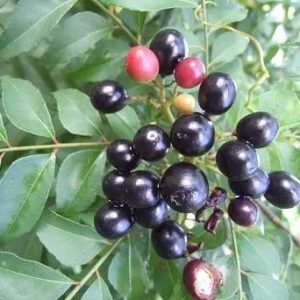 Hình ảnh: cây cà ri ấn độ làm gia vị