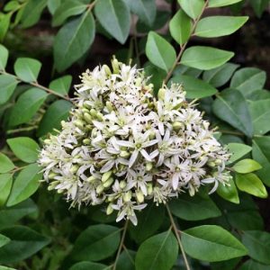 Cây cà ri ấn độ