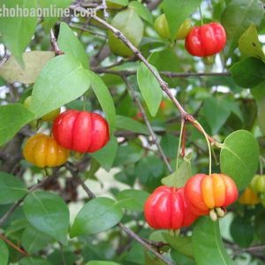 Cây cherry khía Nam Mỹ