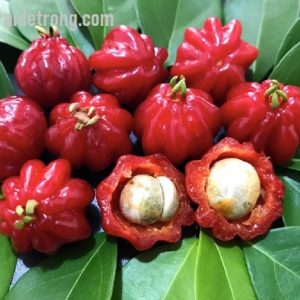 Cây cherry khía Nam Mỹ