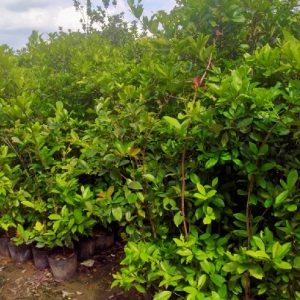 Cây cherry Nam Mỹ