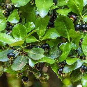 Quả Cherry Nam Mỹ