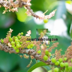 Hình ảnh: Quả chùm ruột, và cây giống tại vườn