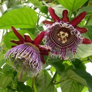 Hình ảnh cây dưa gang tây