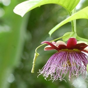 Hình ảnh của cây dưa gang tây