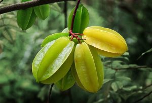 Hình ảnh: quả của cây khế ngọt