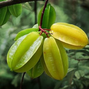 Hình ảnh: quả của cây khế ngọt