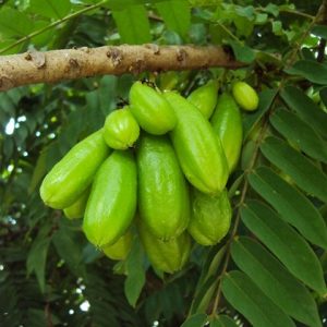 Hình ảnh: quả của cây khế tàu