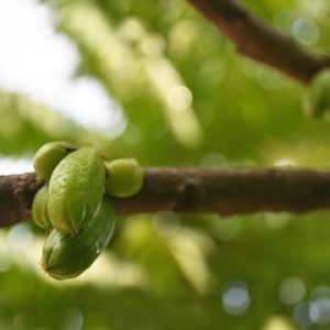 Công dụng của quả khế tàu