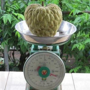 Quả Na, mãng cầu thái lan