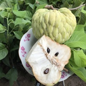 Cây Mãng cầu thái lan