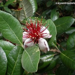 Cây ổi dứa, loại cây ăn trái cao cấp