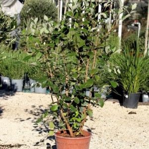 Cây ổi dứa, cây ăn trái cao cấp