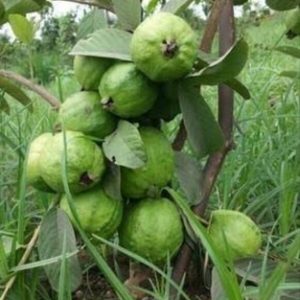 quả ổi nữ hoàng có tác dụng làm thuốc