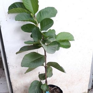 Cây ổi ruột đỏ Rubi