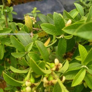 Cây ổi sẻ