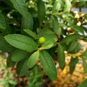 Cây ổi sẻ đang có trái