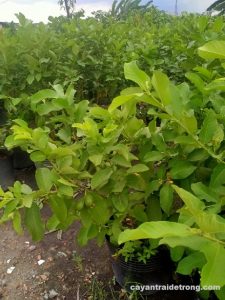 Đặc điểm của cây ổi thường