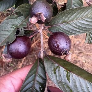 Cây ổi tím, đặc điểm các bộ phận