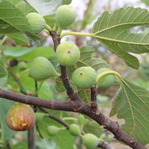 Hình ảnh: Cây và quả sung mỹ