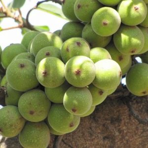 Hình ảnh: cây sung thường và quả của nó