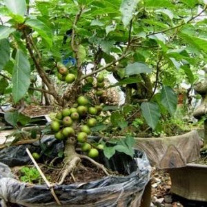 Hình ảnh: cây sung thường và quả của nó