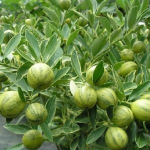 Hình ảnh: cây tắc cẩm thạch