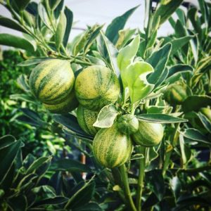 Hình ảnh: cây tắc cẩm thạch