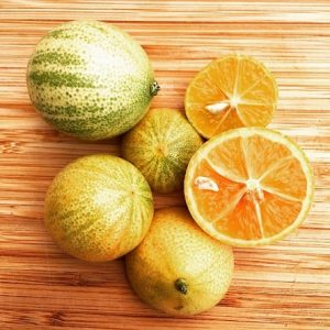 Tắc Cẩm Thạch (cây cao 1m)