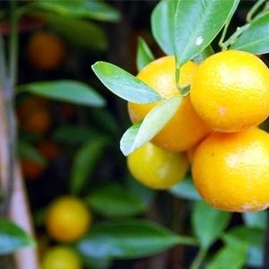Cây tắc hay còn gọi là cây quất