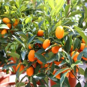 Hình ảnh: cây tắc thái trái dài, quất Nagami