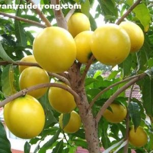 Cây vú sữa hoàng kim