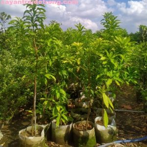 Cây Vú Sữa Hoàng Kim