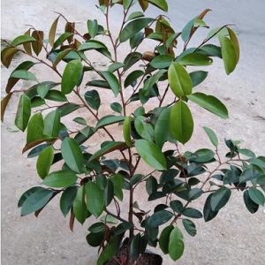 Cây vú sữa lò rèn