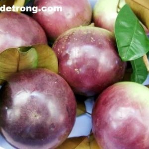 Quả vú sữa rất tốt cho sức khỏe