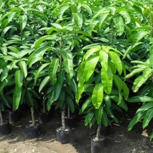 Hình ảnh: cây xoài thái lan