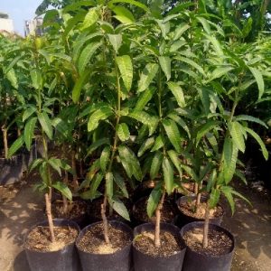 Hình ảnh: cây xoài trái màu tím