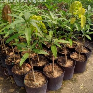 Hình ảnh: cây xoài trái màu tím