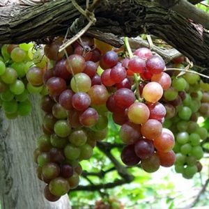 Hình ảnh: quả cây nho Ninh Thuận