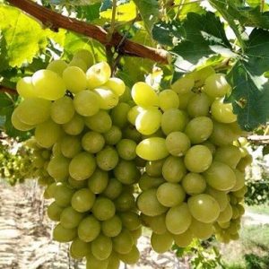 Hình ảnh: quả cây nho Ninh Thuận