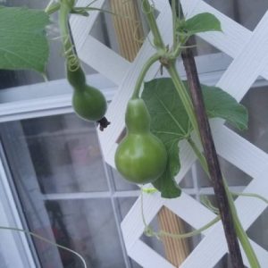 Công dụng của cây bầu hồ lô