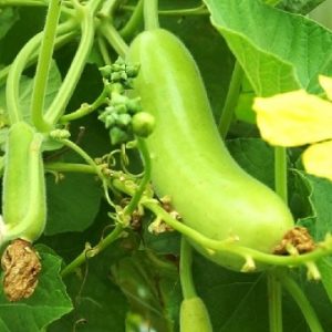 Hình ảnh: cây bầu sao và công dụng của nó