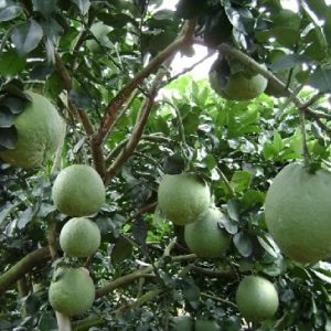 Hình ảnh: cây bưởi da xanh