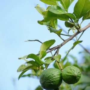Hình ảnh: cây chanh bắc