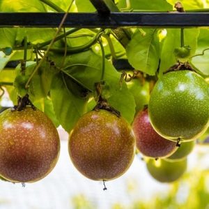 Hình ảnh: cây chanh dây quả tím