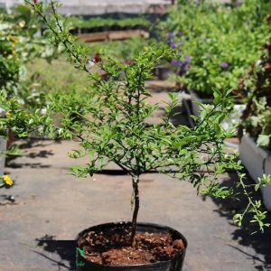 Hình ảnh: cây chanh có quả giống như ngón tay