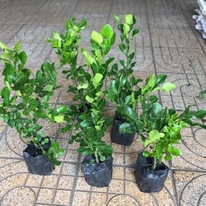 Cây chanh thái cao 1m