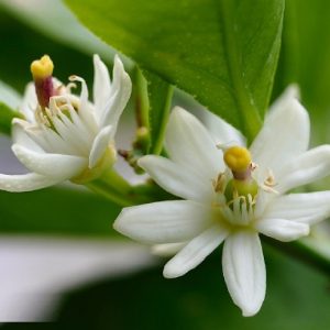 Hình ảnh: cây chanh không hạt