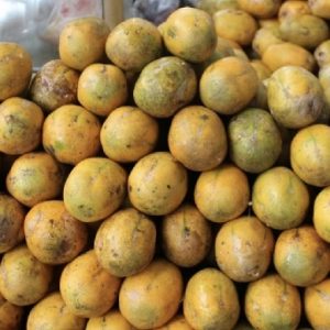 Hình ảnh: cây cóc ta