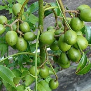 Hình ảnh: đặc điểm của cây cóc thái